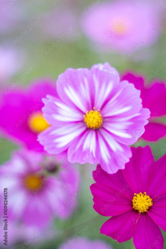 Obraz premium コスモスのクローズアップ写真