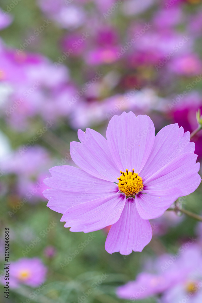 Obraz premium コスモスのクローズアップ写真