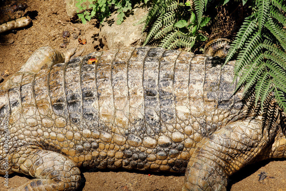 Fototapeta premium Close-Up of Crocodile's Body on Sandy Ground