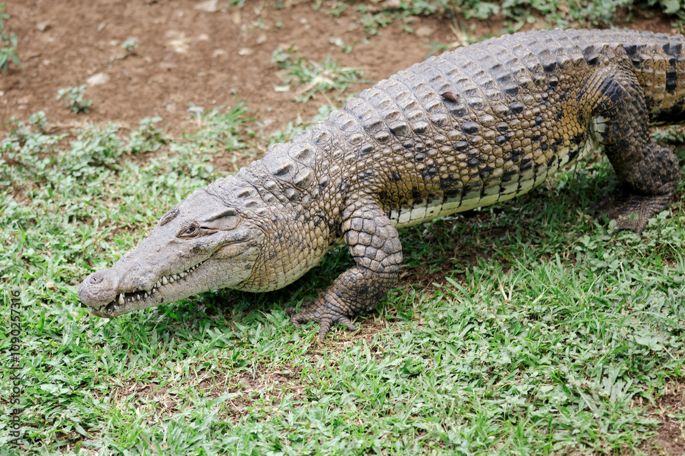Crocodile Crawling on Grass in Natural Habitat Crocodile Crawling on Grass in Natural Habitat