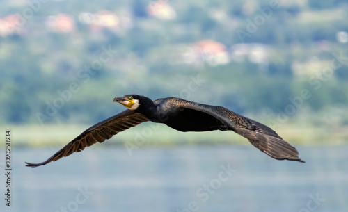 Konstfotografi Great Cormorant (Phalacrocorax carbo) in natural habitat