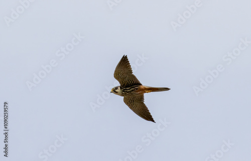 Hobby (Falco subbuteo) flying in the sky photo