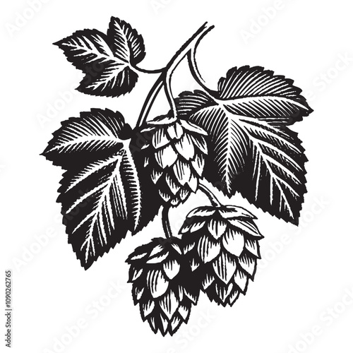 hops, showing clusters and leaves drawing vector illustration