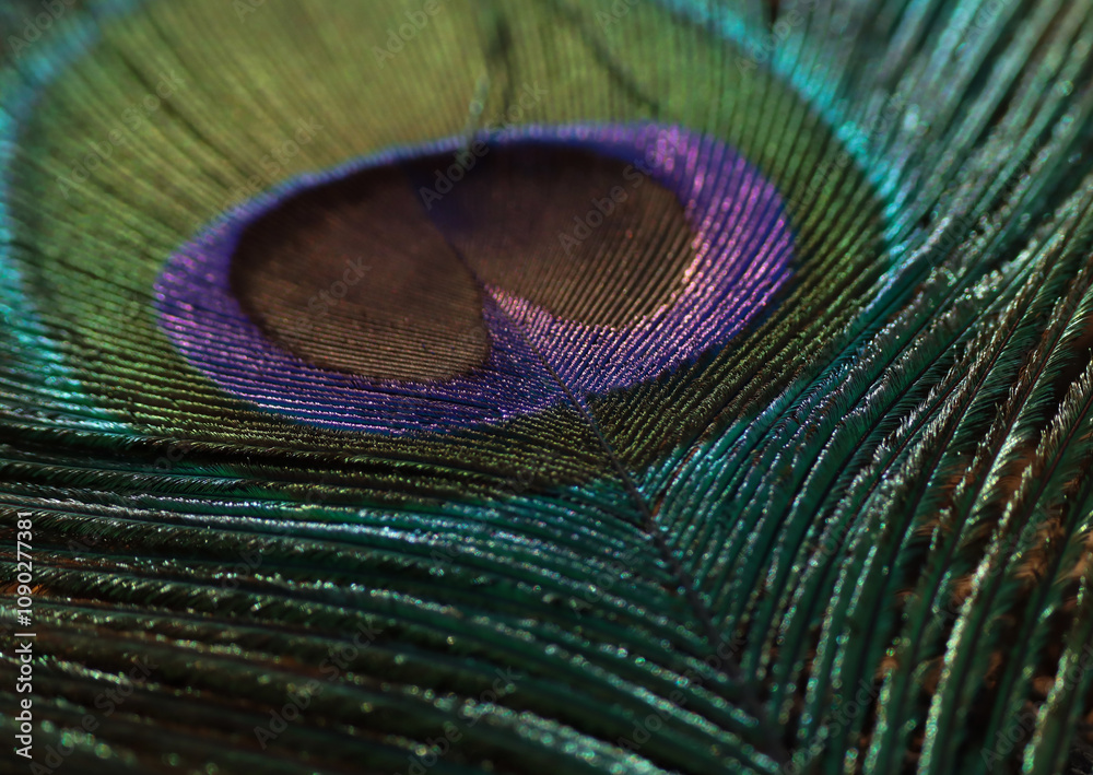 Obraz premium Peacock feather close up. Selective focus.