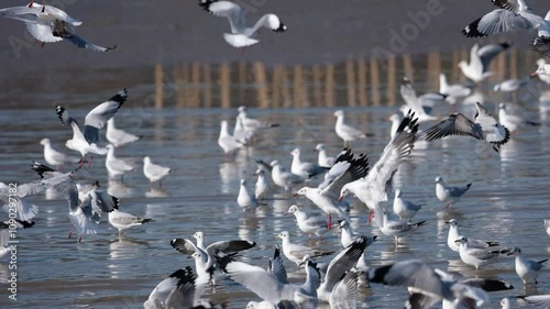 The migration of various species of gulls from cold climates to tropical regions