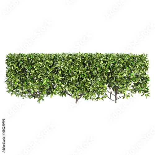 3d illustration of Grecian bay trees isolated on transparent canvas