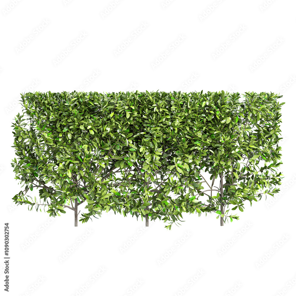 Fototapeta premium Collection of Grecian bay trees isolated on transparent Canvas