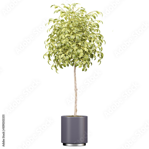 Decorative Ficus Starlight Bonsai Tree Live Indoor Plant