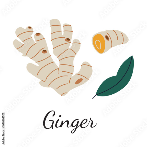 Ginger root vector illustration in flat cartoon style. Whole ginger root, sliced piece, and plant leaf. Perfect for culinary, botanical, or seasoning designs. Bright, modern, and aromatic artwork