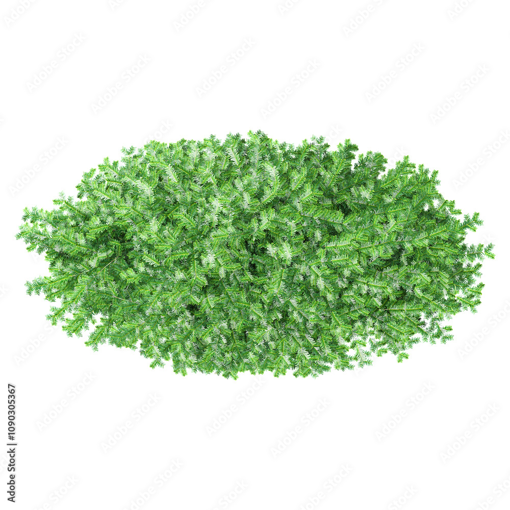 Top view of  Commo Yew tree from transparent Canvas