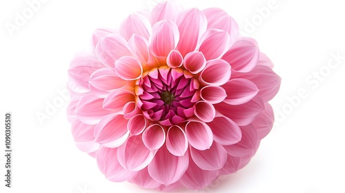 Pink Dahlia Flower Close-Up AI Generated