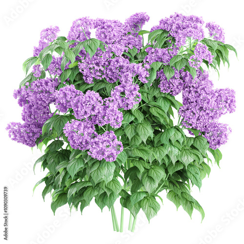 3d rendering of Heliotropium arborescens plant isolated on transparent Canvas