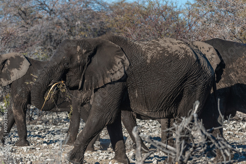 A herd of african Elephants passing along an unpaved country road in Namibia photo