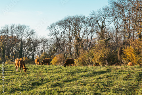 paisible cohabitation entre les vaches et les hérons