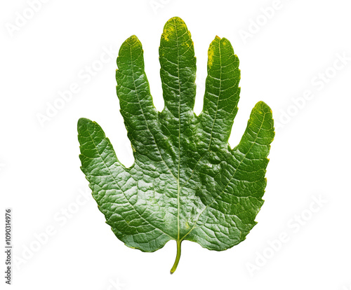 A leaf shaped like a handprint, isolated on a white background, PNG transparent photo