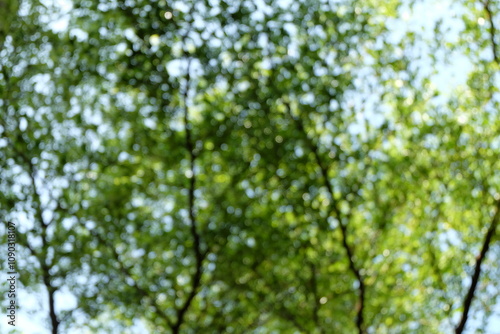 Green nature in spring eco garden. Summer abstract blurred background.
