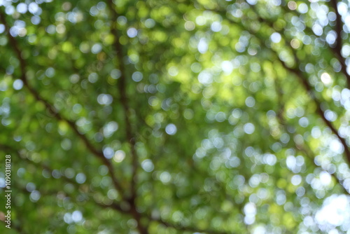 Green nature in spring eco garden. Summer abstract blurred background.