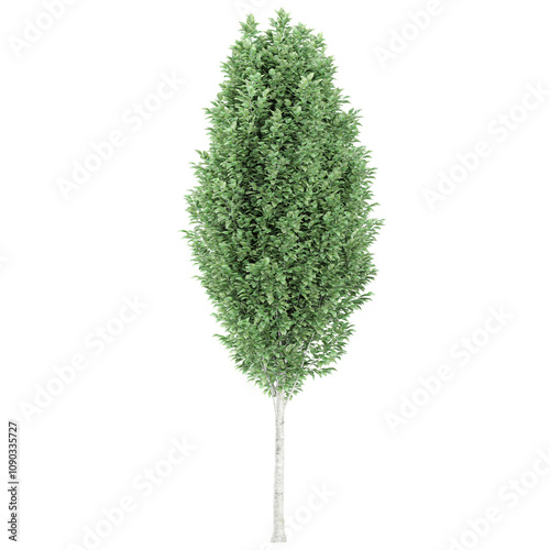 Fototapeta Naklejka Na Ścianę i Meble -  Collection of Carpinus betulus Frans Fontaine tree isolated on transparent Canvas