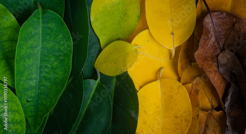 pictures of young leaves to old leaves and dry leaves