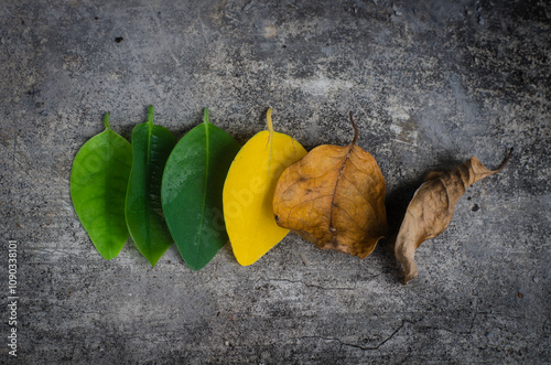 Light green leaves become dark green leaves then become yellow leaves then become dry brown leaves and die which is part of the life process