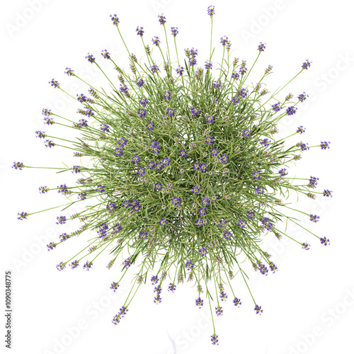 set of Lavender flower isolated on transparent Canvas from the top view