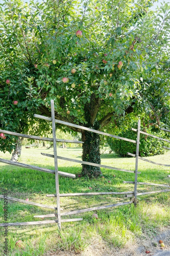 Fototapeta premium Apple tree and wooden fence on the island of Reichenau in Lake Constance, summer in southern Germany