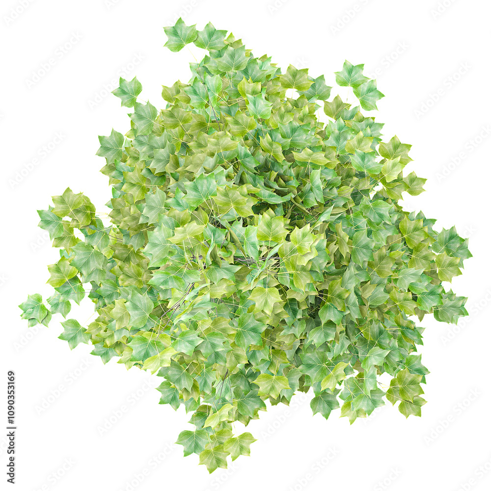 Obraz premium 3d illustration of Maple plant isolated on transparent canvas from top view
