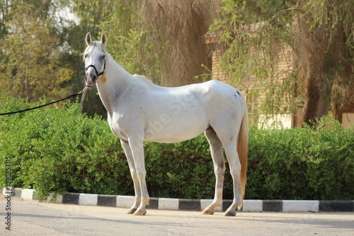 The beauty of purebred Arabian horses around the world.