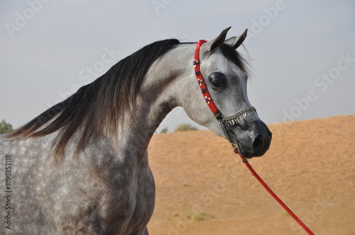 The beauty of purebred Arabian horses around the world.