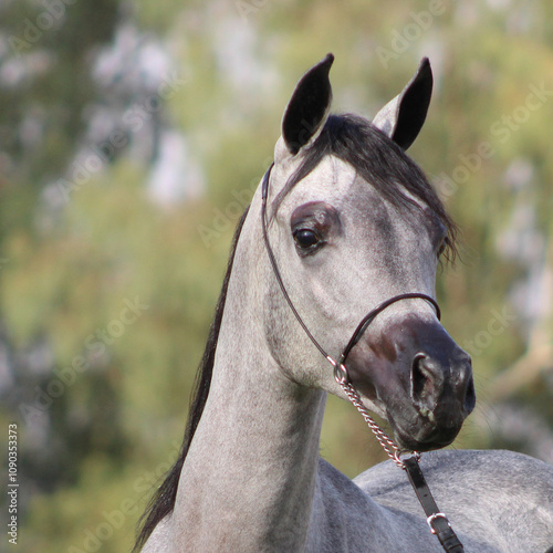 The beauty of purebred Arabian horses around the world.