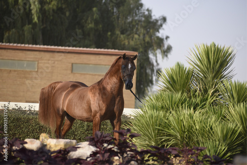 The beauty of purebred Arabian horses around the world.
