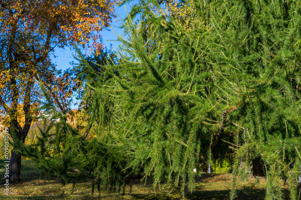Fototapeta premium Green branches of larch in autumn park