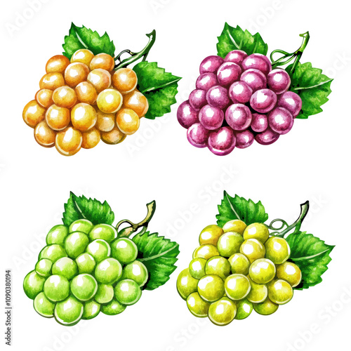 Watercolor hand drawn grape fruit vector illustration (12)