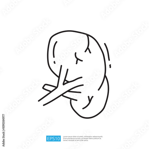 A simple line drawing of a kidney, emphasizing its shape and structure. The illustration is minimalistic, suitable for educational or medical purposes.