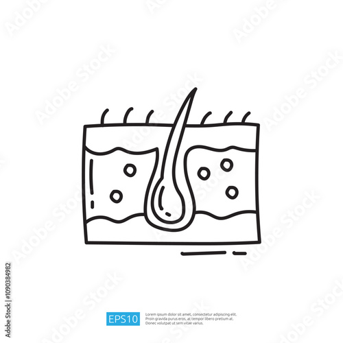 A simple line drawing illustrating a cross-section of skin, featuring a hair follicle, sebaceous glands, and cells.