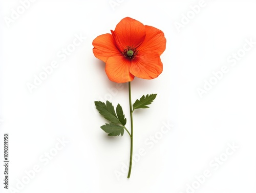 Beautiful orange flower with green leaves on a white isolated background. photo