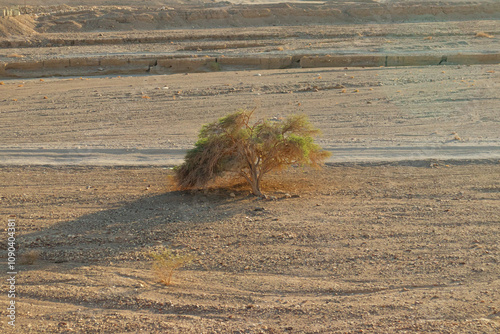 Single desert tree growing in sandy Eilat, Israel