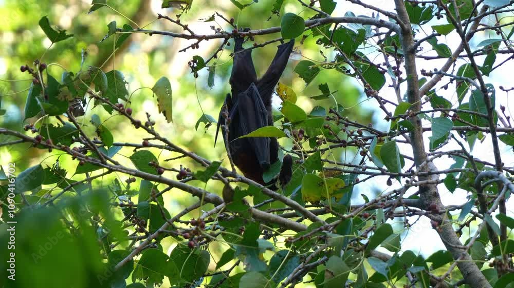 Red flying-fox (Pteropus scapulatus) hanging upside down from a tree ...