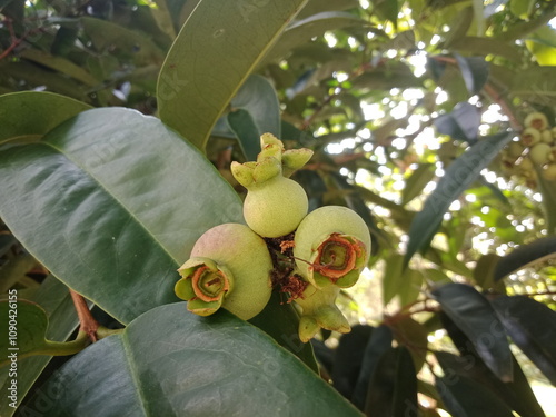 Syzygium jambos or jambu klampok at the park.  photo