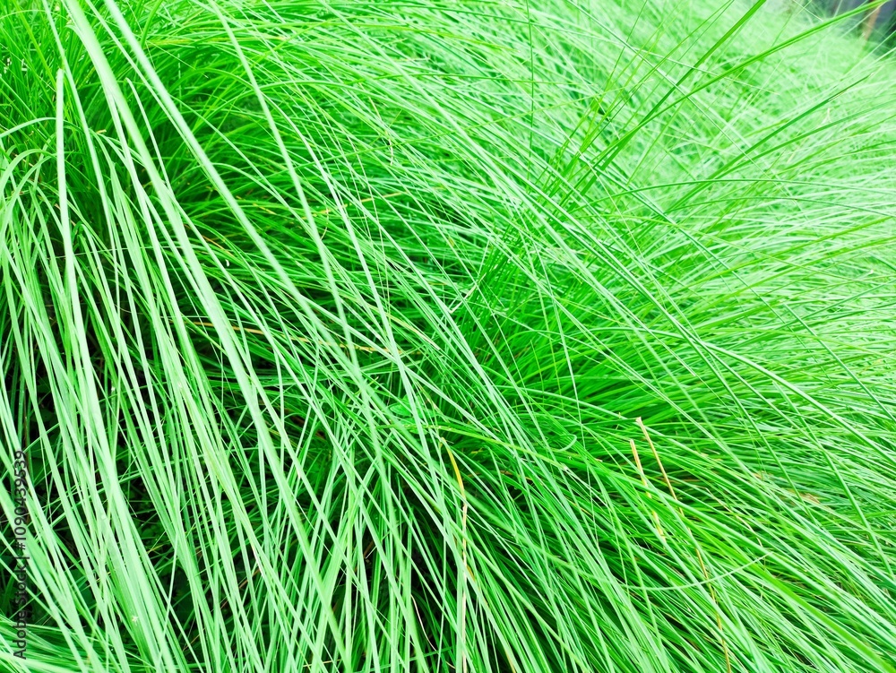 Obraz premium green grass background