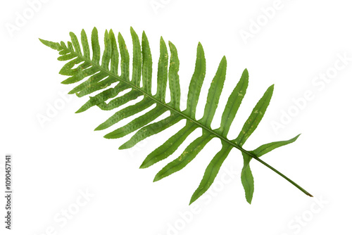 Polypodium vulgare,common polypody or meadow fern green frond isolated transparent png
