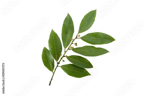 Laurus nobilis,bay tree,bay laurel,sweet bay,true laurel or Grecian laurel branch with leaves and buds isolated transparent png