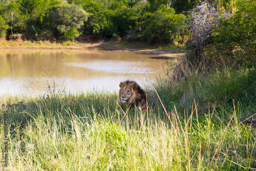 Lion by Pongola Pond photo