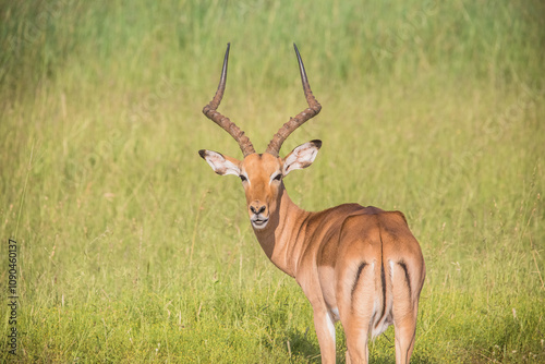 Impala in South African Grassland photo