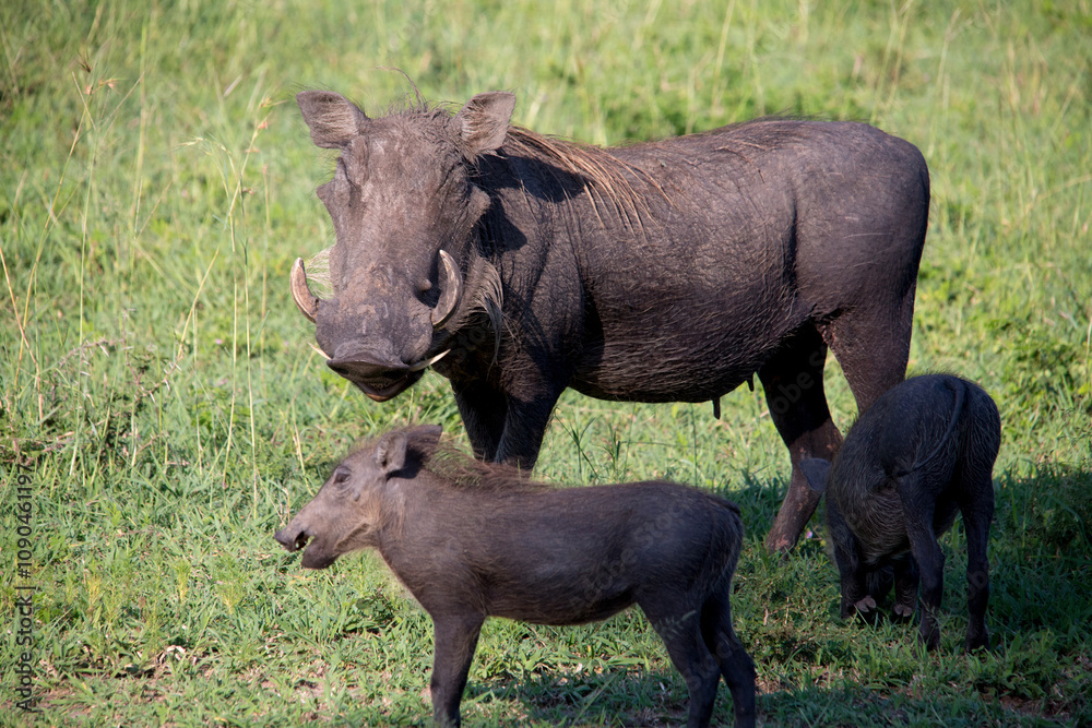 Fototapeta premium Warthogs at Addo Elephant Park