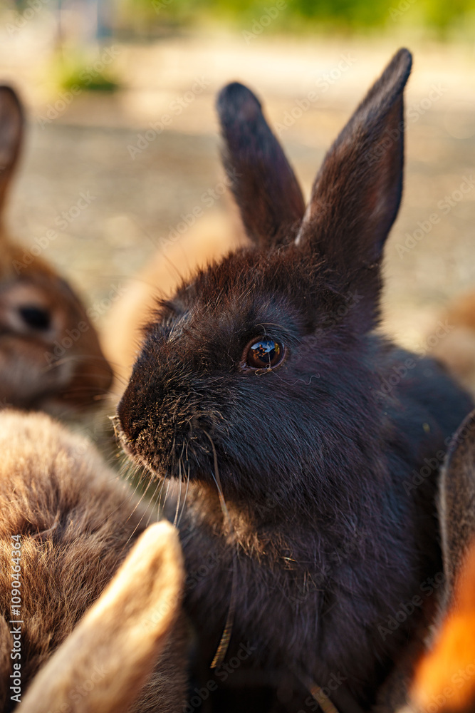 Fototapeta premium Brown rabbit stands among a group of other rabbits in a sunny outdoor setting