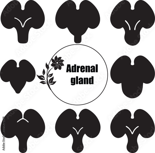 Adrenal Gland Anatomy Illustration: Medical Diagram of Human Endocrine System, Silhouette Style, Health & Wellness Educational Resource