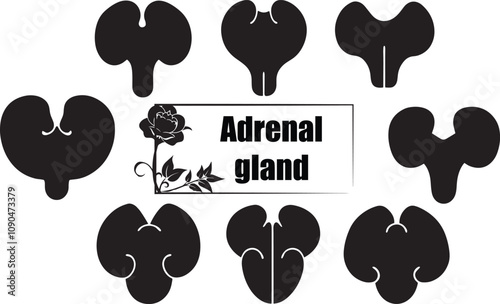 Adrenal Gland Anatomy Illustration: Black & White Medical Diagram of Human Endocrine System, Glandular Morphology, Educational Biology Art