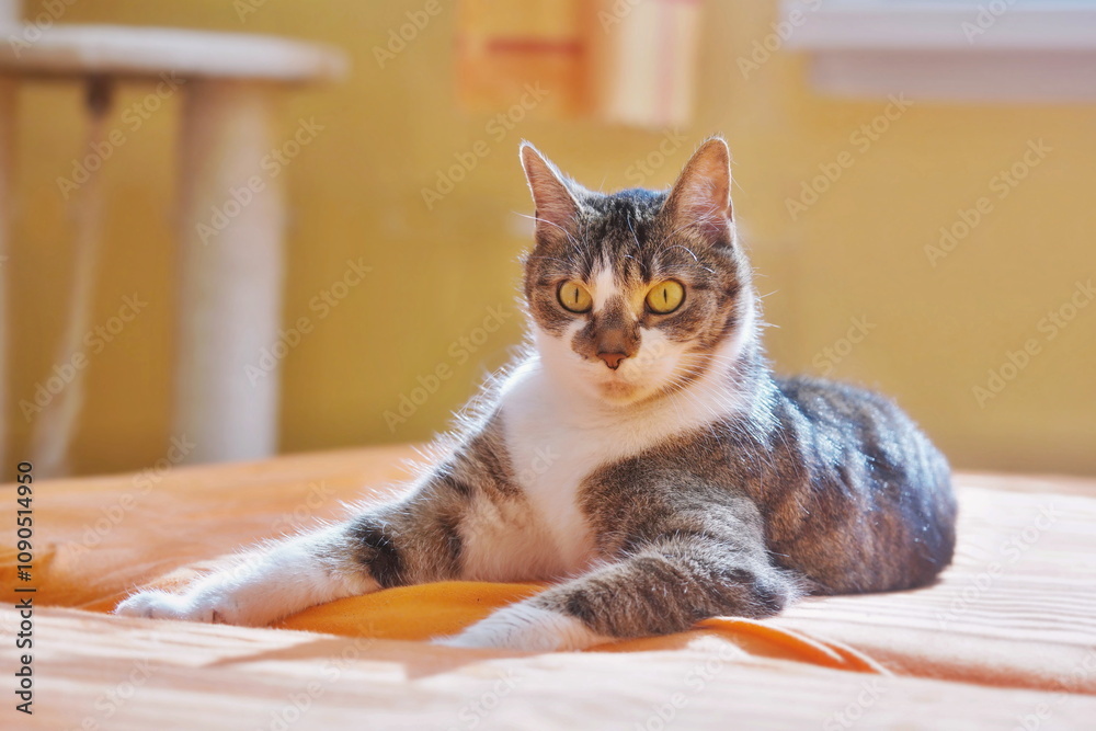 A funny colorfuol cat with large ears and eyes is lying on the sofa A funny colorfuol cat with large ears and eyes is lying on the sofa
