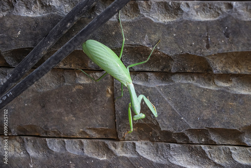 A green praying mantis perches on a wall made of stone, two electric cables can be seen running across the back of the praying mantis